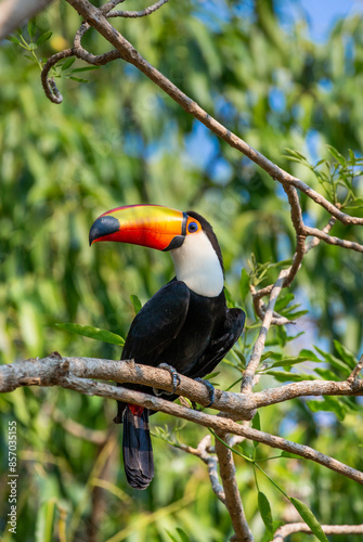 Toco toucan (Ramphastos toco) is sitting on a tree branch. Brazil. Pantanal. 