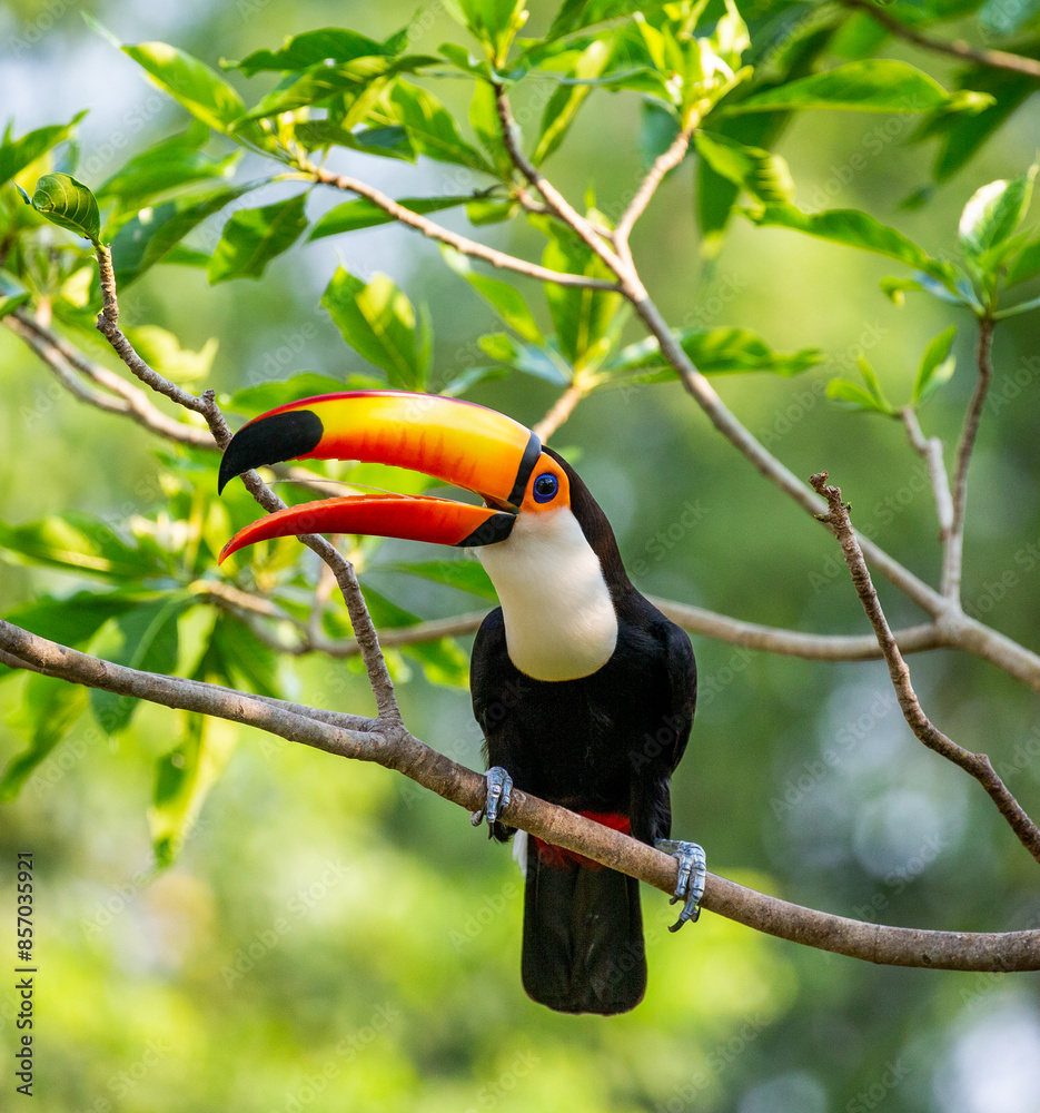 Toco toucan (Ramphastos toco) is sitting on a tree branch. Brazil. Pantanal.
Toco toucan (Ramphastos toco) is sitting on a tree branch. Brazil. Pantanal.