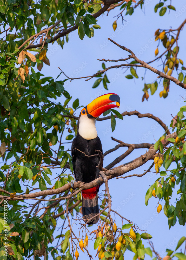 Toco toucan (Ramphastos toco) is sitting on a tree branch. Brazil. Pantanal. Toco toucan (Ramphastos toco) is sitting on a tree branch. Brazil. Pantanal.