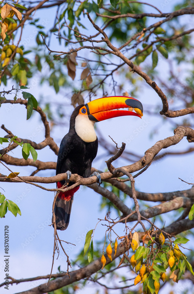 Toco toucan (Ramphastos toco) is eating fruit on a tree branch. Brazil. Pantanal. Toco toucan (Ramphastos toco) is eating fruit on a tree branch. Brazil. Pantanal.