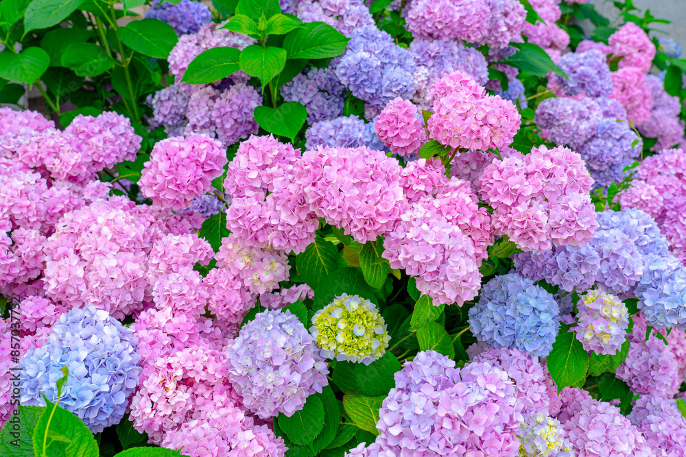 tenderness of colorful hydrangea plant in a garden pink lila blue tenderness of colorful hydrangea plant in a garden pink lila blue