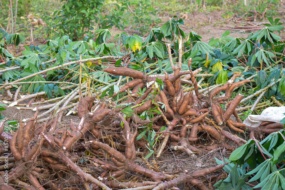 Harvesting cassava in the rice fields, cassava is the basic ingredient for various foods Harvesting cassava in the rice fields, cassava is the basic ingredient for various foods