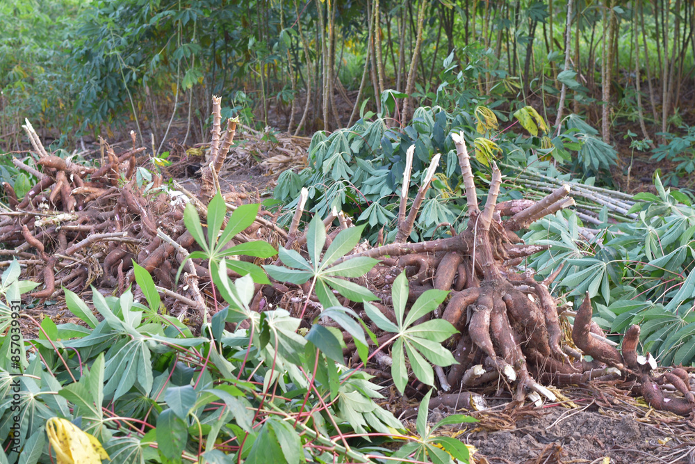 Harvesting cassava in the rice fields, cassava is the basic ingredient for various foods Harvesting cassava in the rice fields, cassava is the basic ingredient for various foods