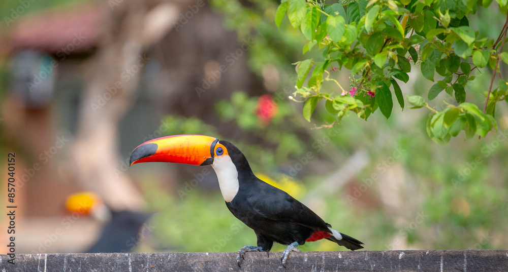 Toco toucan (Ramphastos toco) is sitting on the fence. Brazil. Pantanal.
Toco toucan (Ramphastos toco) is sitting on the fence. Brazil. Pantanal.