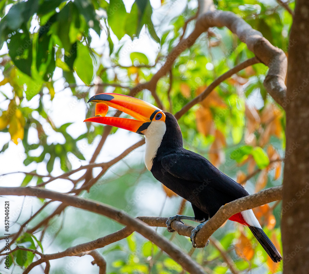 Toco toucan (Ramphastos toco) is eating fruit on a tree branch. Brazil. Pantanal. Toco toucan (Ramphastos toco) is eating fruit on a tree branch. Brazil. Pantanal.