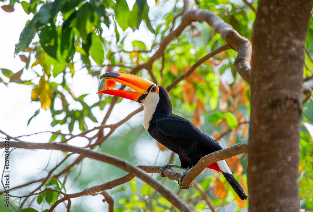 Toco toucan (Ramphastos toco) is eating fruit on a tree branch. Brazil. Pantanal. Toco toucan (Ramphastos toco) is eating fruit on a tree branch. Brazil. Pantanal.