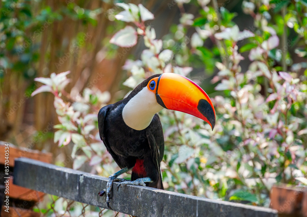 Toco toucan (Ramphastos toco) is sitting on the fence. Brazil. Pantanal.
Toco toucan (Ramphastos toco) is sitting on the fence. Brazil. Pantanal.