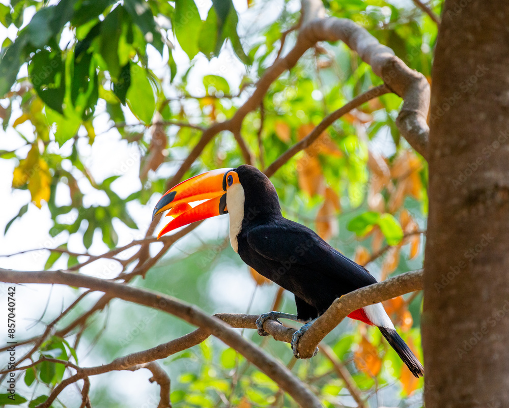 Toco toucan (Ramphastos toco) is eating fruit on a tree branch. Brazil. Pantanal. Toco toucan (Ramphastos toco) is eating fruit on a tree branch. Brazil. Pantanal.