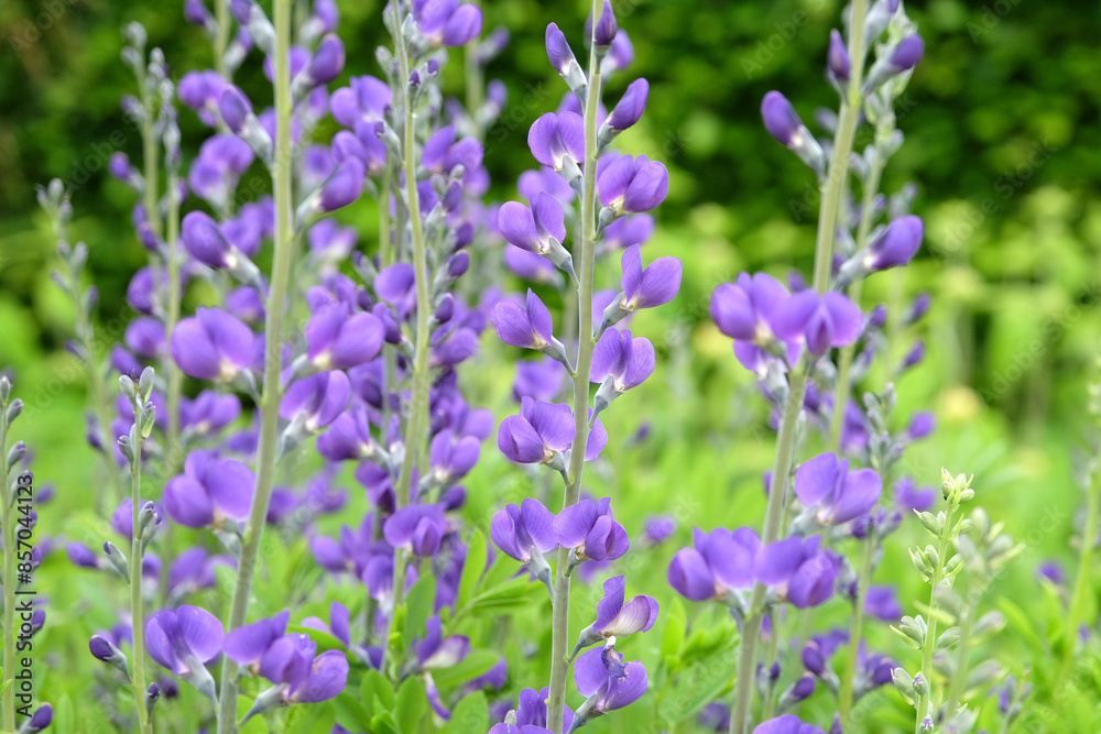 Baptisia australis, commonly known as blue wild indigo or false indigo in flower. Baptisia australis, commonly known as blue wild indigo or false indigo in flower.