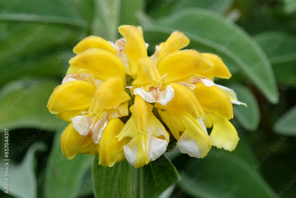 Obraz premium Yellow Phlomis chrysophylla, Gold leaf Jerusalem sage in flower.