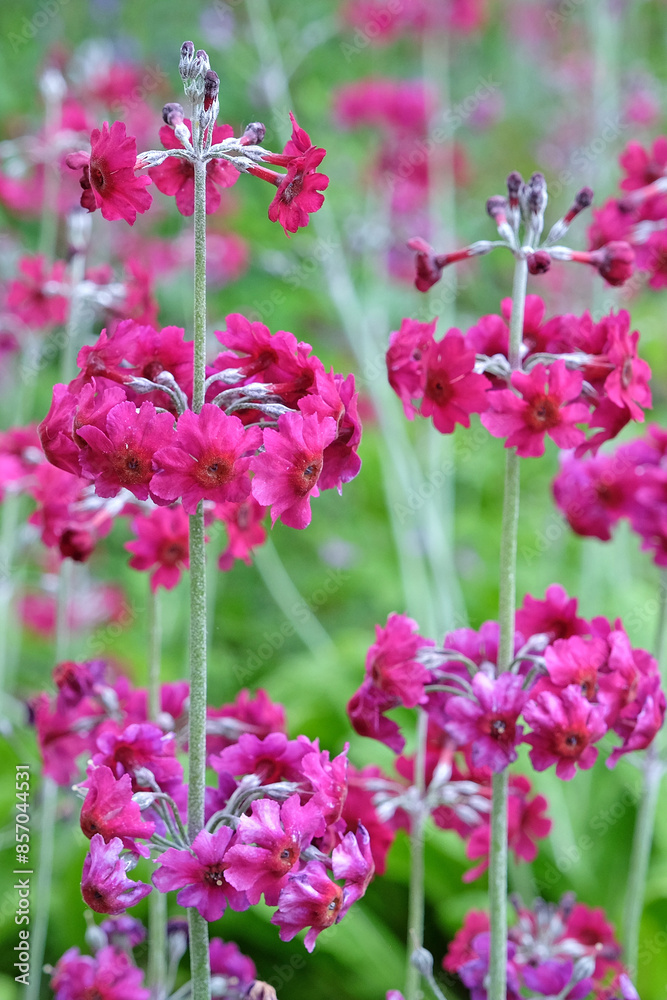 Purple Primula pulverulenta, also known as mealy primrose, in flower. Purple Primula pulverulenta, also known as mealy primrose, in flower.