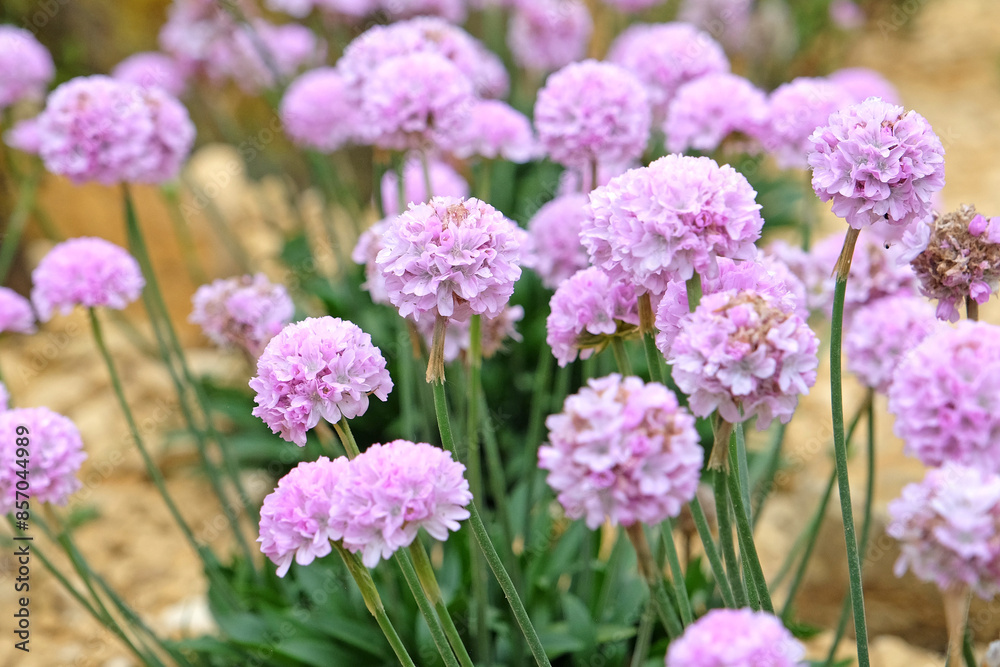 Armeria pseudarmeria ‘Sweet Dreams’, also known as lady’s cushion, thrift, or sea pink in flower. Armeria pseudarmeria ‘Sweet Dreams’, also known as lady’s cushion, thrift, or sea pink in flower.