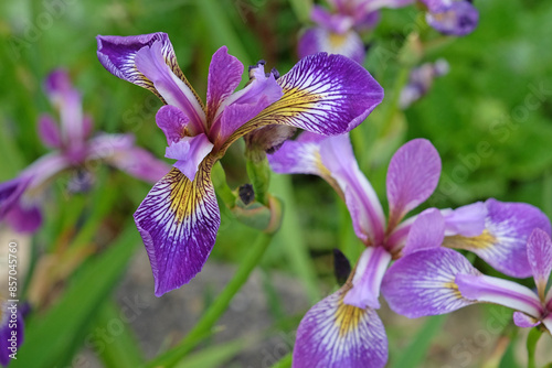 Purple Iris Versicolor, or blue flag iris, ‘Kermesina’ in flower. photo