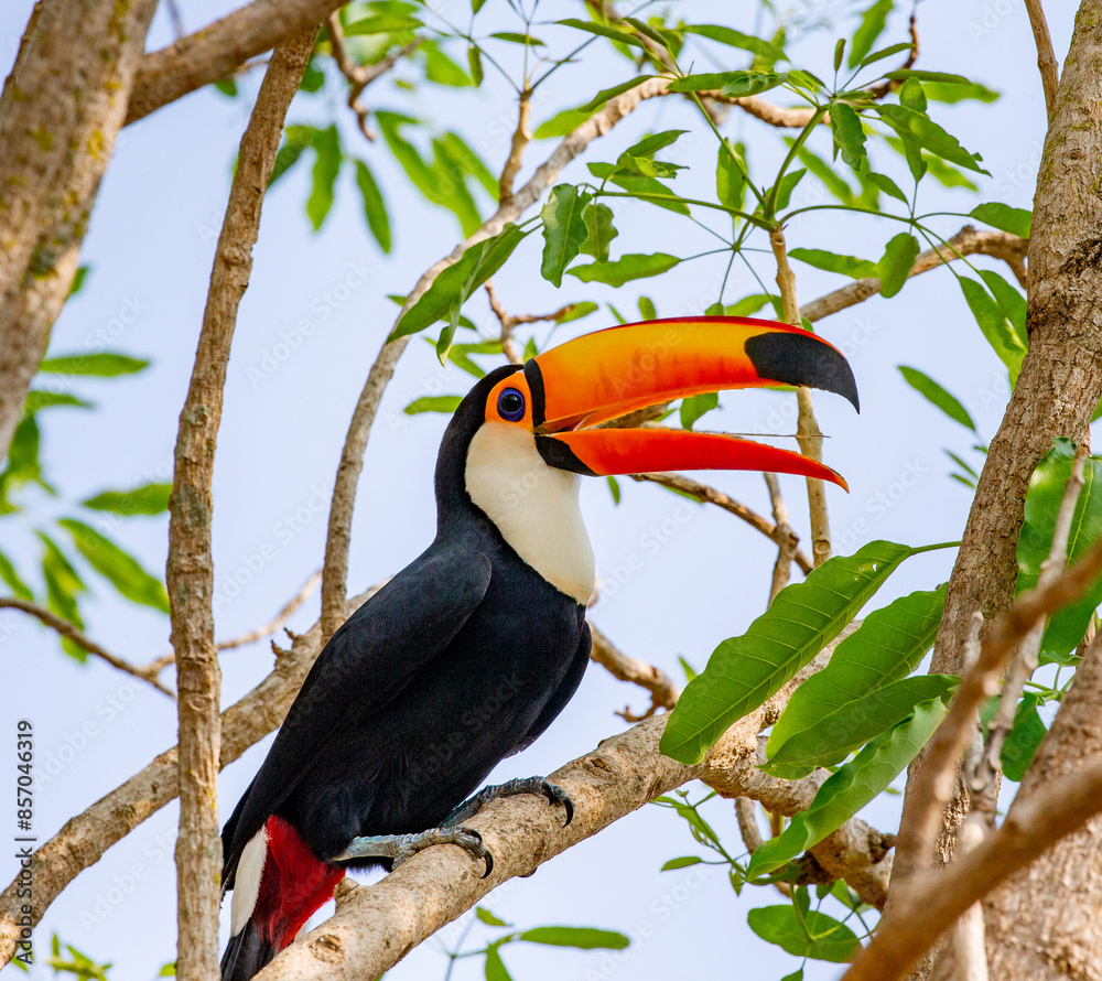Toco toucan (Ramphastos toco) is sitting on a tree branch. Brazil. Pantanal. Toco toucan (Ramphastos toco) is sitting on a tree branch. Brazil. Pantanal.