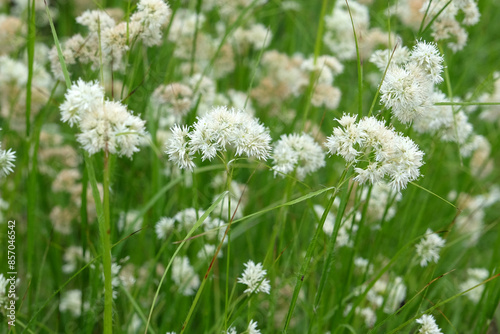 White Luzula nivea, snow rush, in flower.