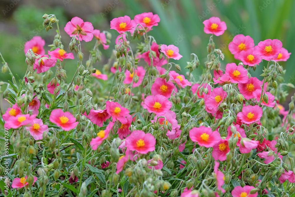 Pink Helianthemum sun rose ‘Ben Ledi’ in flower Pink Helianthemum sun rose ‘Ben Ledi’ in flower