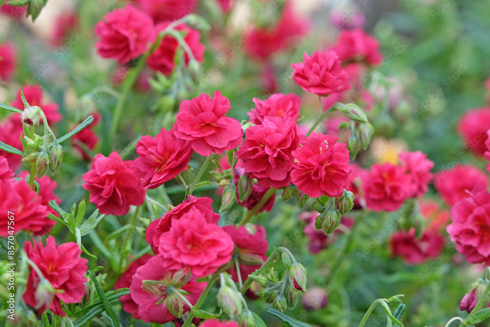 Red Helianthemum, common rock rose ‘Cerise Queen’ in flower. Red Helianthemum, common rock rose ‘Cerise Queen’ in flower.