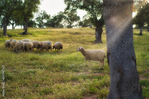 Ovejas paseando por la llanura en libertad