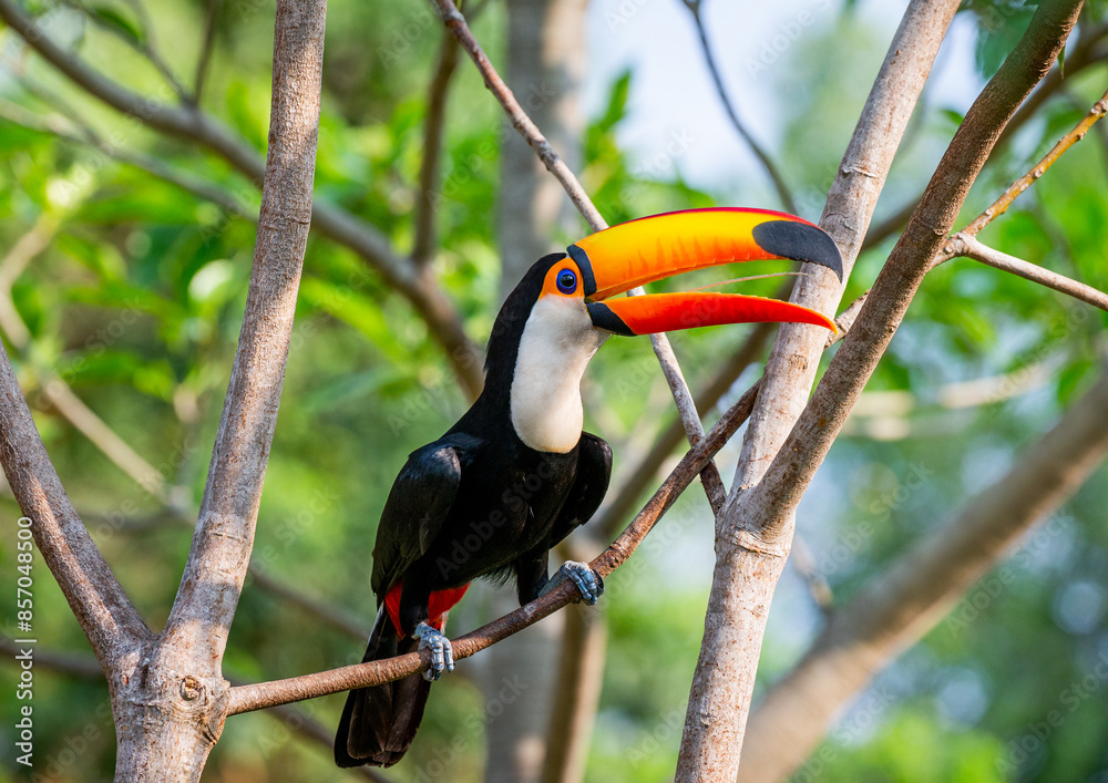 Toco toucan (Ramphastos toco) is sitting on a tree branch. Brazil. Pantanal. Toco toucan (Ramphastos toco) is sitting on a tree branch. Brazil. Pantanal.