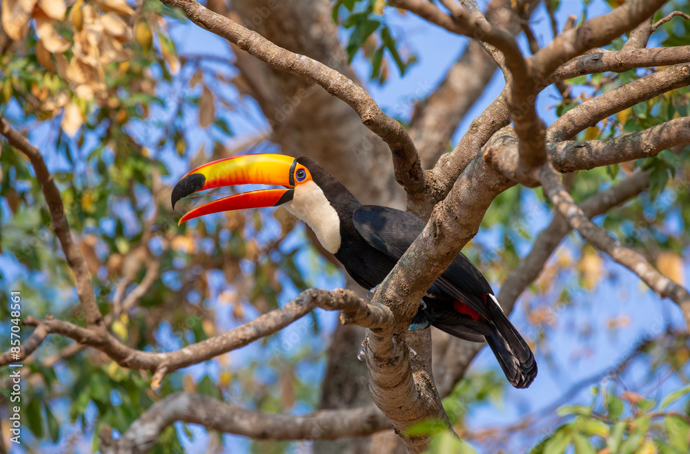 Toco toucan (Ramphastos toco) is sitting on a tree branch. Brazil. Pantanal. Toco toucan (Ramphastos toco) is sitting on a tree branch. Brazil. Pantanal.