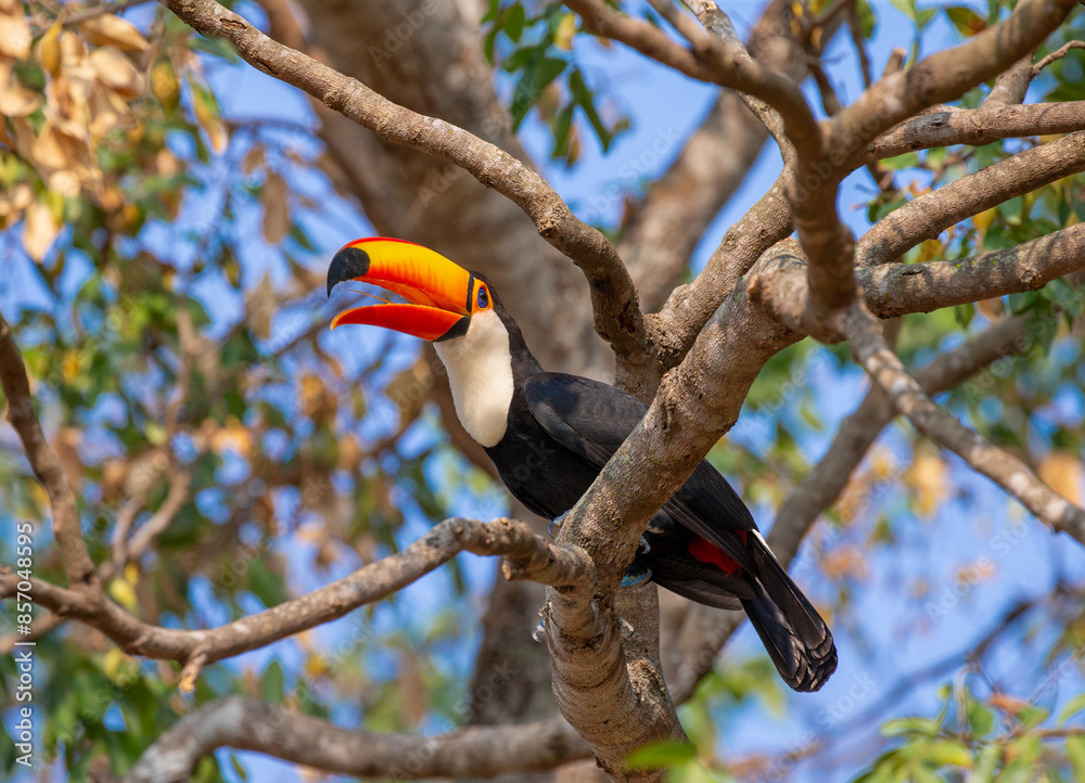 Toco toucan (Ramphastos toco) is sitting on a tree branch. Brazil. Pantanal. Toco toucan (Ramphastos toco) is sitting on a tree branch. Brazil. Pantanal.