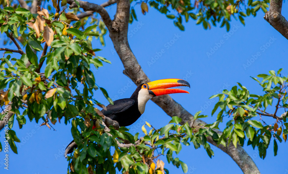 Toco toucan (Ramphastos toco) is sitting on a tree branch against a background of blue sky. Brazil. Pantanal. Toco toucan (Ramphastos toco) is sitting on a tree branch against a background of blue sky. Brazil. Pantanal.