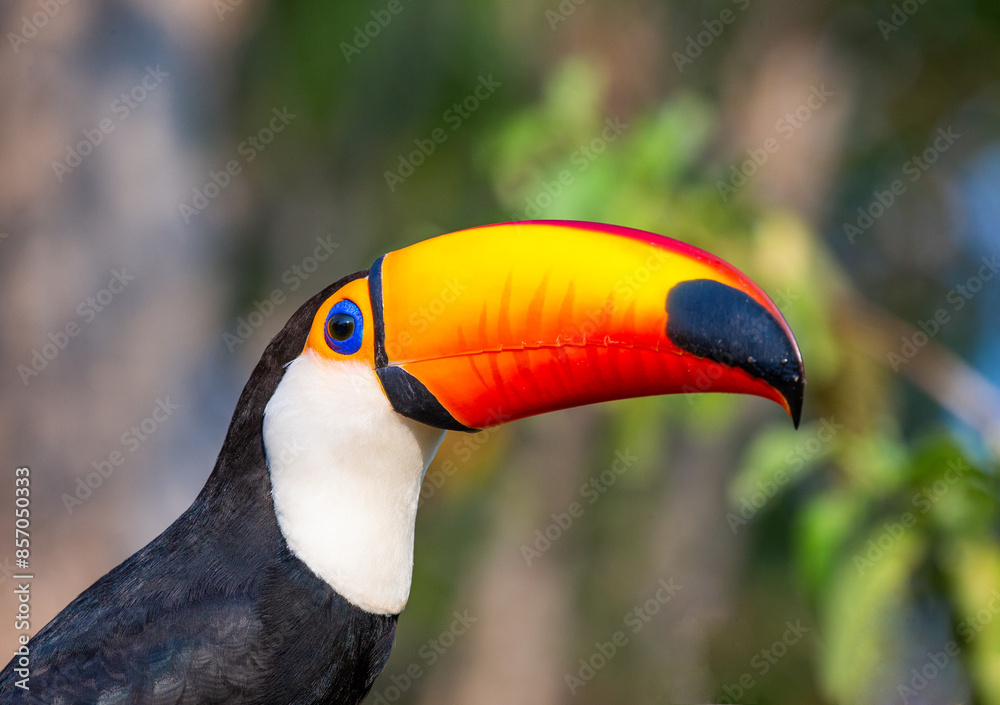 Fototapeta premium Portrait of Toco toucan (Ramphastos toco) with a big colored beak. Close-up. Brazil. Pantanal. 