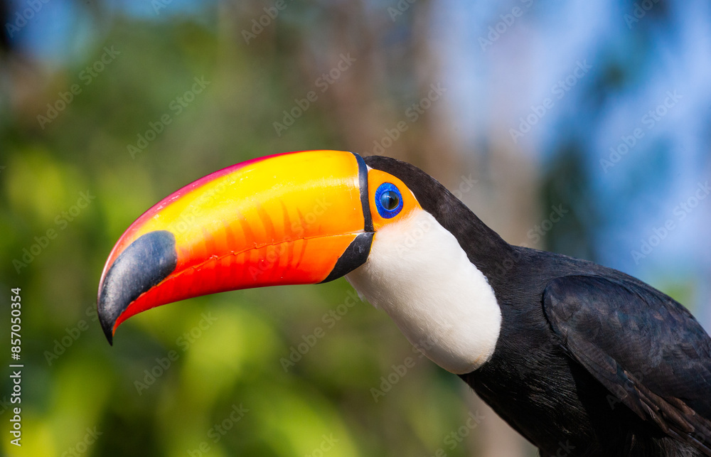 Portrait of Toco toucan (Ramphastos toco) with a big colored beak. Close-up. Brazil. Pantanal.
Portrait of Toco toucan (Ramphastos toco) with a big colored beak. Close-up. Brazil. Pantanal.