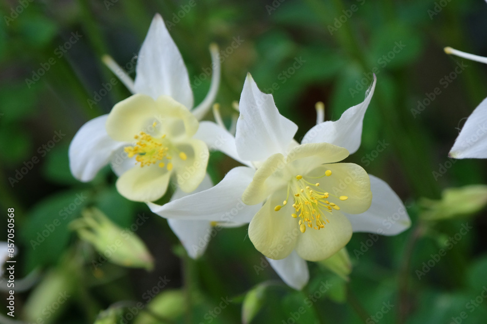 White Aquilegia Columbine, or granny’s bonnet ‘White Star’ in flower. White Aquilegia Columbine, or granny’s bonnet ‘White Star’ in flower.