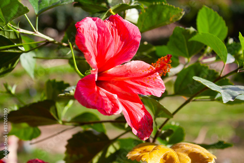 Hibiscus rosa-sinensis, Chinese hibiscus, China rose, Hawaiian hibiscus, rose mallow and shoeblack plant, photo