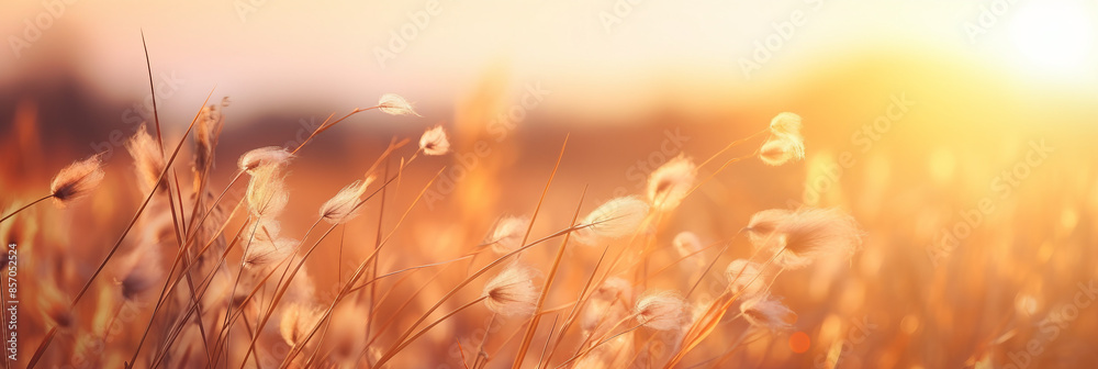 grass in the sunset grass in the sunset