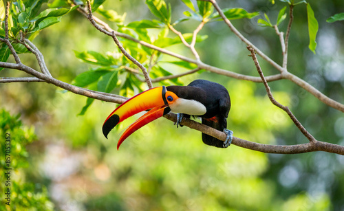 Toco toucan (Ramphastos toco) is sitting on a tree branch. Brazil. Pantanal.