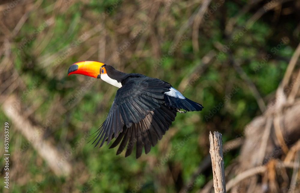 Toco toucan (Ramphastos toco) in flight. Brazil. Pantanal.
Toco toucan (Ramphastos toco) in flight. Brazil. Pantanal.