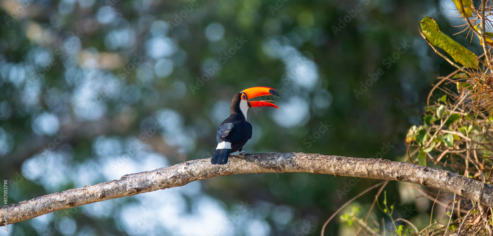 Toco toucan (Ramphastos toco) is sitting on a tree branch. Brazil. Pantanal. Toco toucan (Ramphastos toco) is sitting on a tree branch. Brazil. Pantanal.