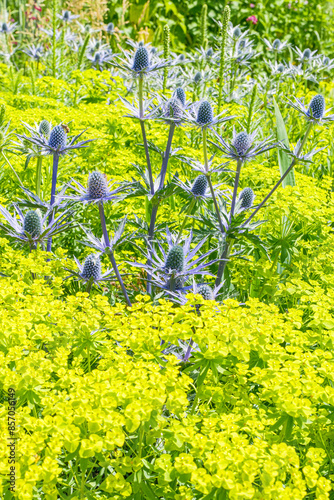 Eryngium planum Blaukappe Kleiner Mannstreu photo