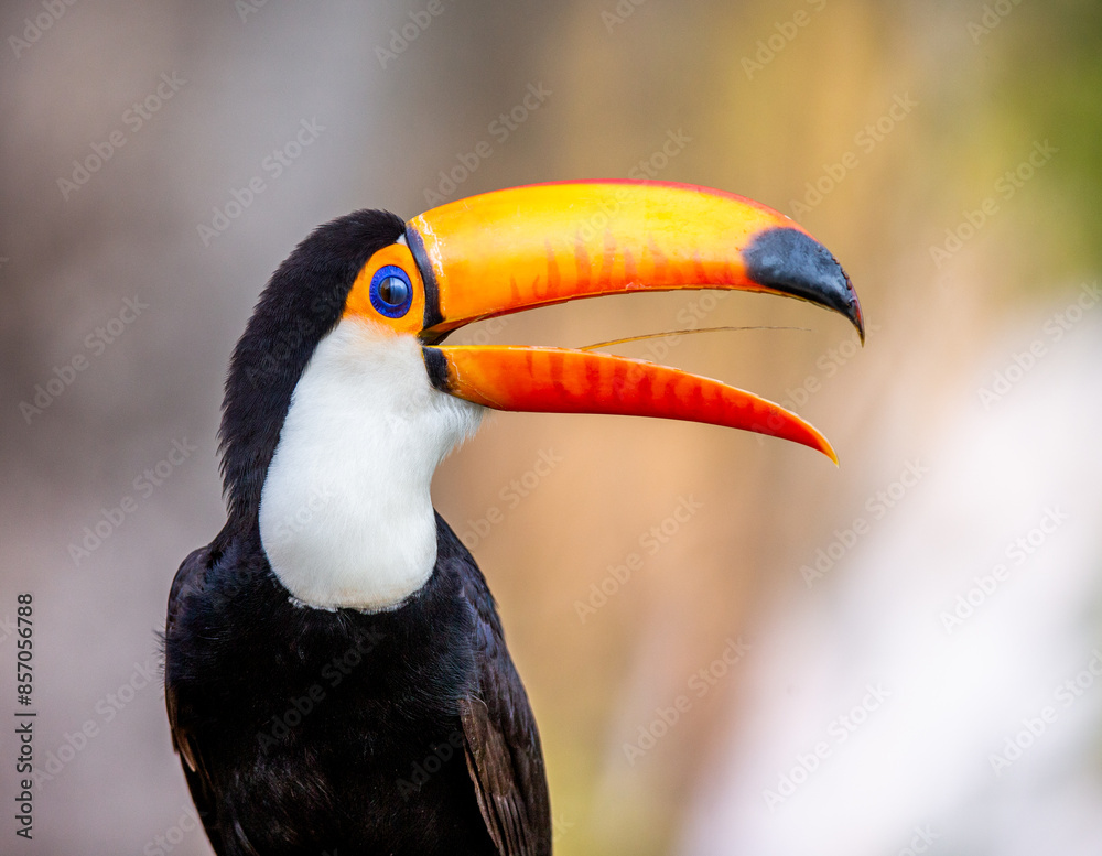 Portrait of Toco toucan (Ramphastos toco) with a big colored beak. Close-up. Brazil. Pantanal. Portrait of Toco toucan (Ramphastos toco) with a big colored beak. Close-up. Brazil. Pantanal.