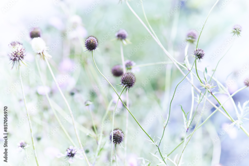 Nature background with spring flowers. Selective and soft focus. Close up. Nature background with spring flowers. Selective and soft focus. Close up.