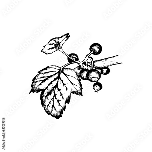 currant sprig