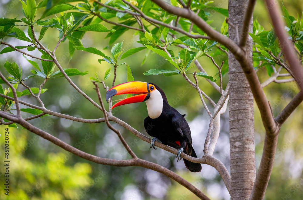 Toco toucan (Ramphastos toco) is sitting on a tree branch. Brazil. Pantanal.
Toco toucan (Ramphastos toco) is sitting on a tree branch. Brazil. Pantanal.