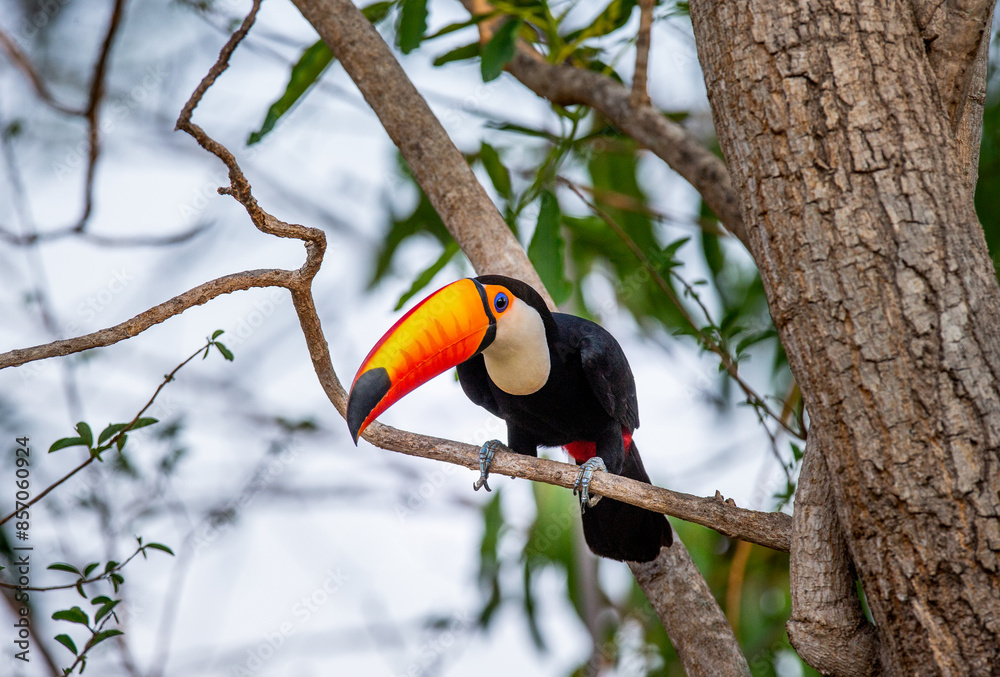 Toco toucan (Ramphastos toco) is sitting on a tree branch. Brazil. Pantanal.
Toco toucan (Ramphastos toco) is sitting on a tree branch. Brazil. Pantanal.