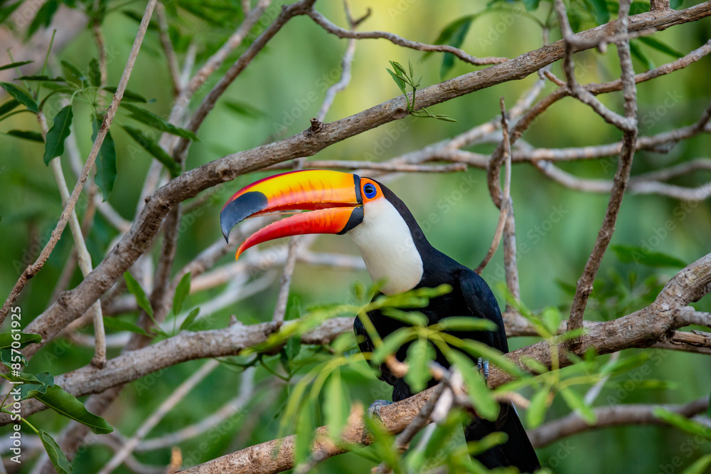 Fototapeta premium Toco toucan (Ramphastos toco) is sitting on a tree branch. Brazil. Pantanal.