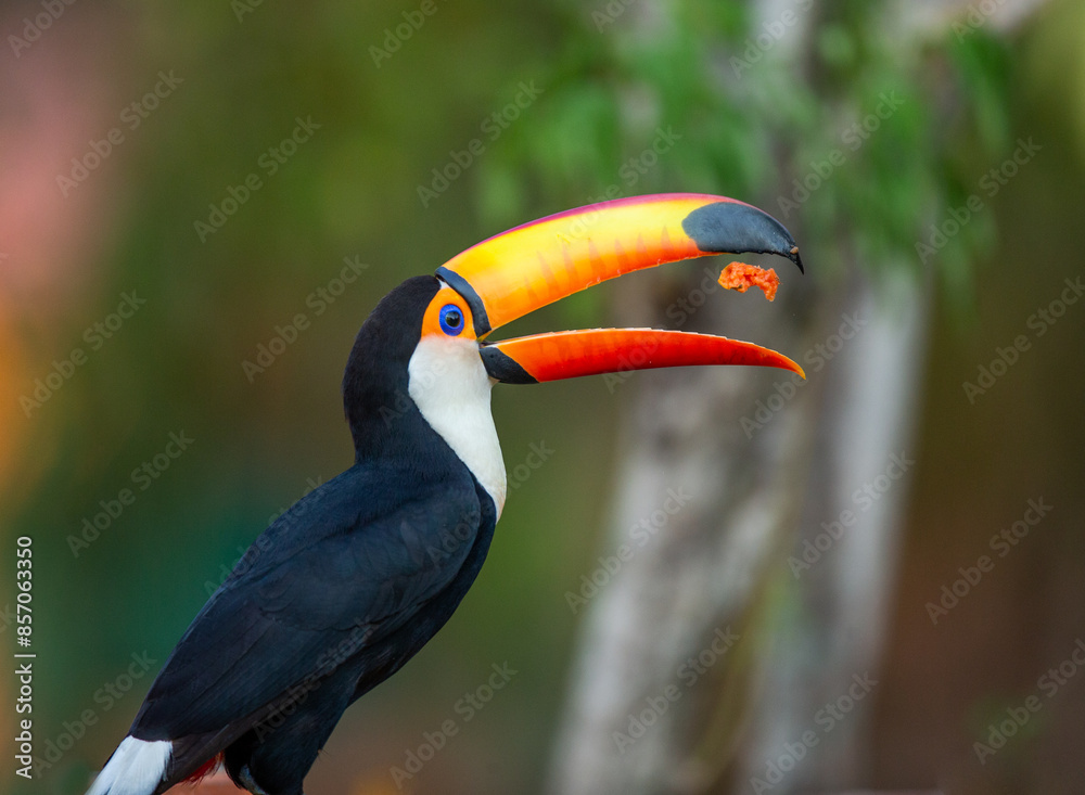 Toco toucan (Ramphastos toco) is eating fruit on a tree branch. Brazil. Pantanal. Toco toucan (Ramphastos toco) is eating fruit on a tree branch. Brazil. Pantanal.