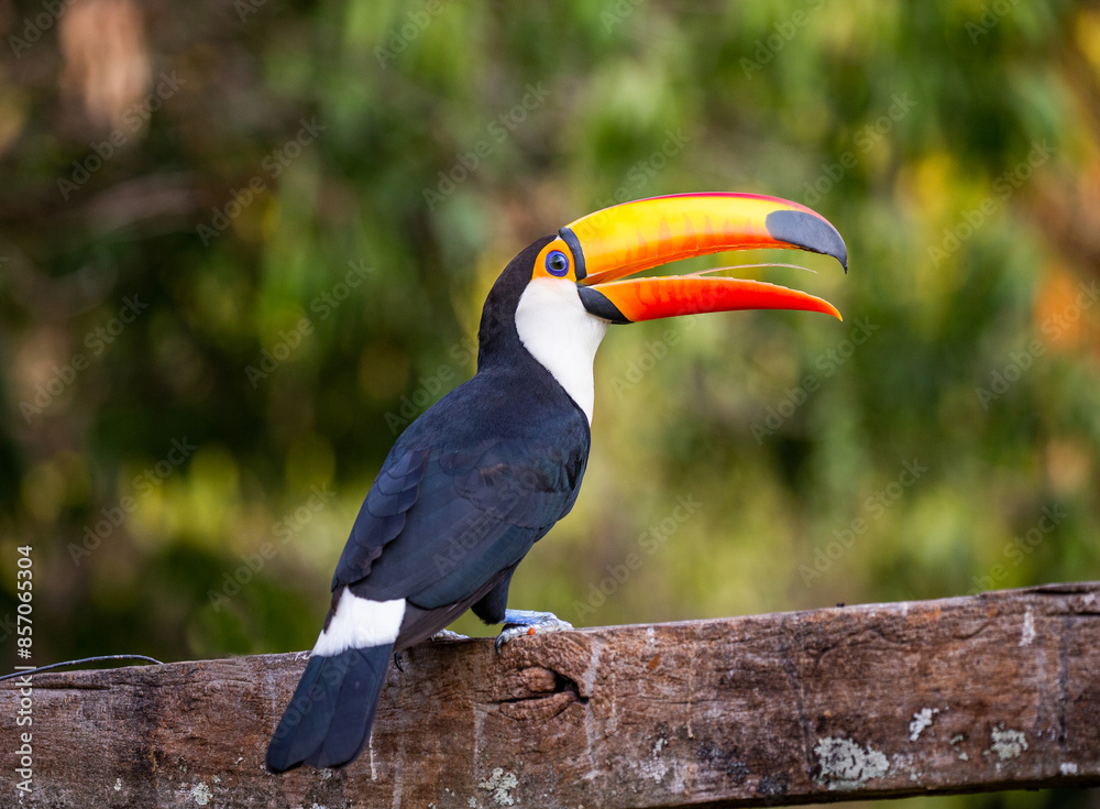 Fototapeta premium Portrait of Toco toucan (Ramphastos toco) with a big colored beak. Close-up. Brazil. Pantanal.