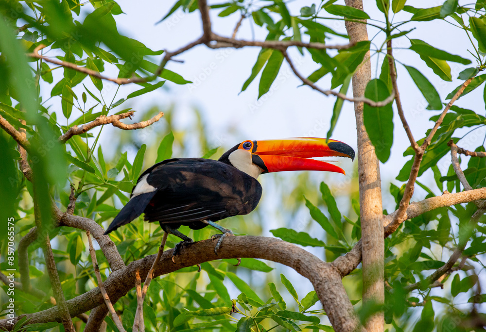 Toco toucan (Ramphastos toco) is sitting on a tree branch. Brazil. Pantanal.
Toco toucan (Ramphastos toco) is sitting on a tree branch. Brazil. Pantanal.