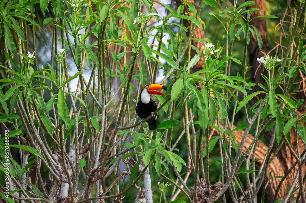 Toco toucan (Ramphastos toco) is sitting on a tree branch. Brazil. Pantanal. Toco toucan (Ramphastos toco) is sitting on a tree branch. Brazil. Pantanal.