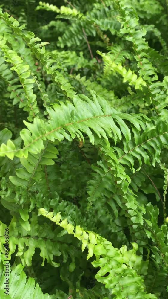 Fresh green leaves sway in the wind. vertical video Fresh green leaves sway in the wind. vertical video