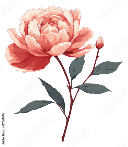 PNG Peony flower plant rose
