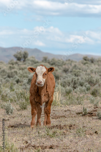 Sweet ,cute spring time baby cows. Fluffy pastel calves in the sage with baby blue sky. White faced herford calf. photo