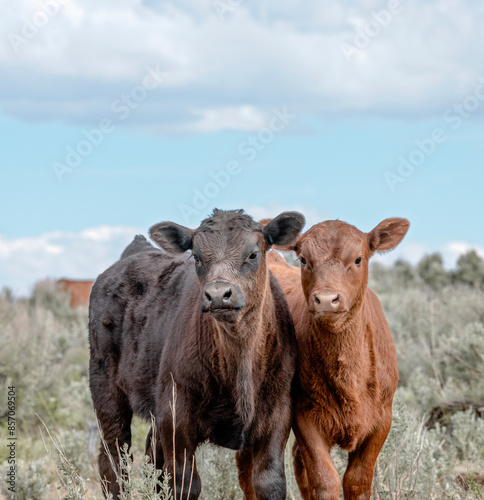 Sweet ,cute spring time baby cows. Fluffy pastel calves in the sage with baby blue sky. White faced herford calf.
