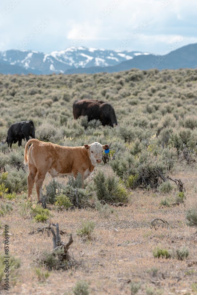 Fototapeta premium Sweet ,cute spring time baby cows. Fluffy pastel calves in the sage with baby blue sky. White faced herford calf.